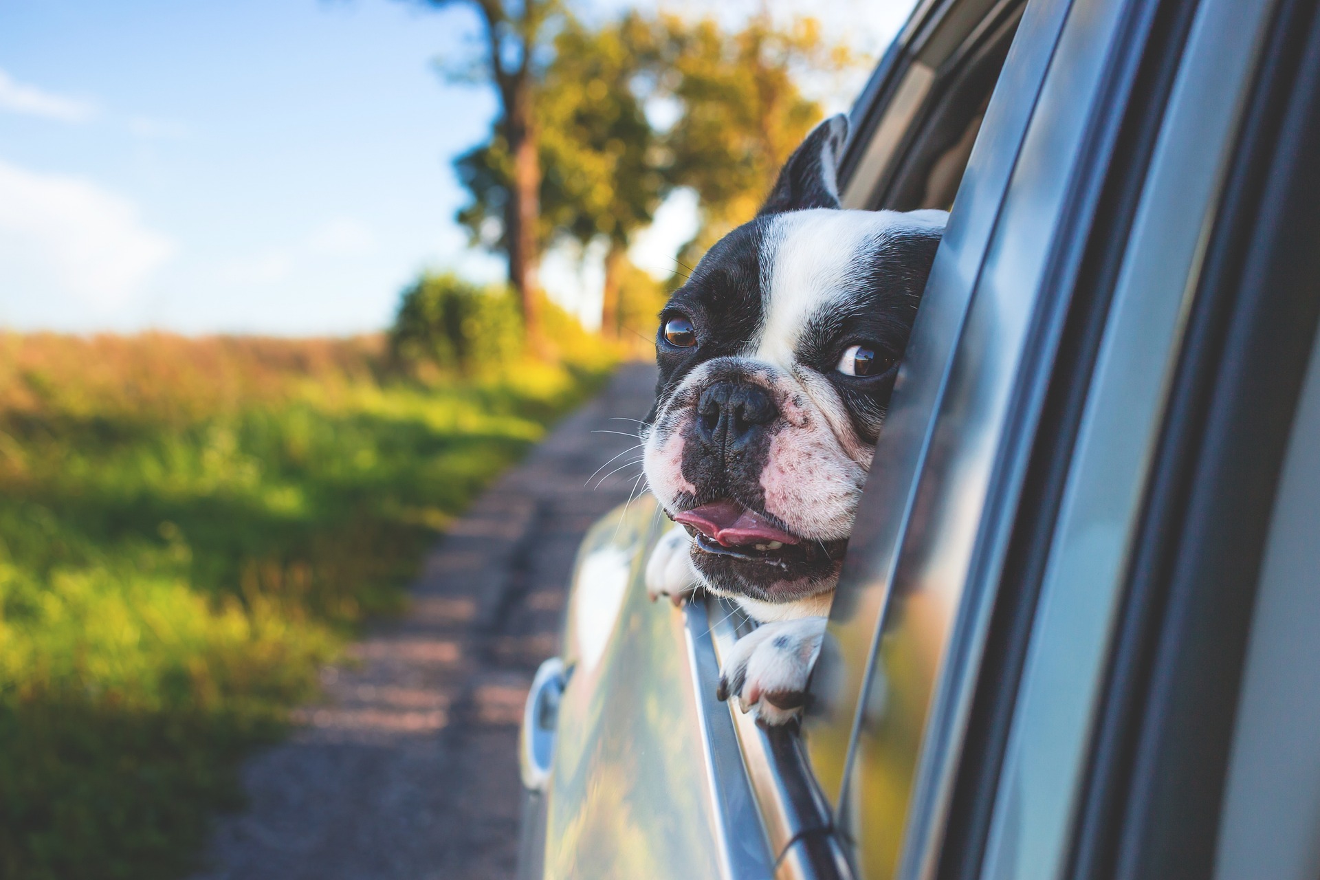 ¿Cómo viajar con su mascota en carro? Esto debe tener en cuenta