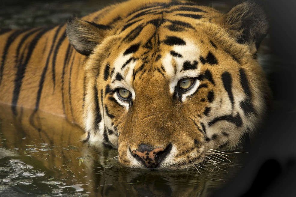 Nepal censa 235 tigres este año, casi el doble que en 2009