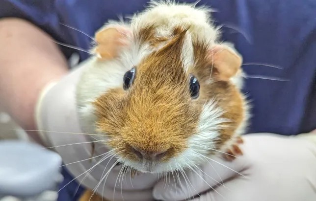 “Necesito un nuevo dueño”, la carta con la que fue abandonada una mascota en el metro