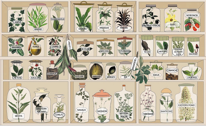 Carrera contra el reloj para salvar el conocimiento sobre plantas medicinales