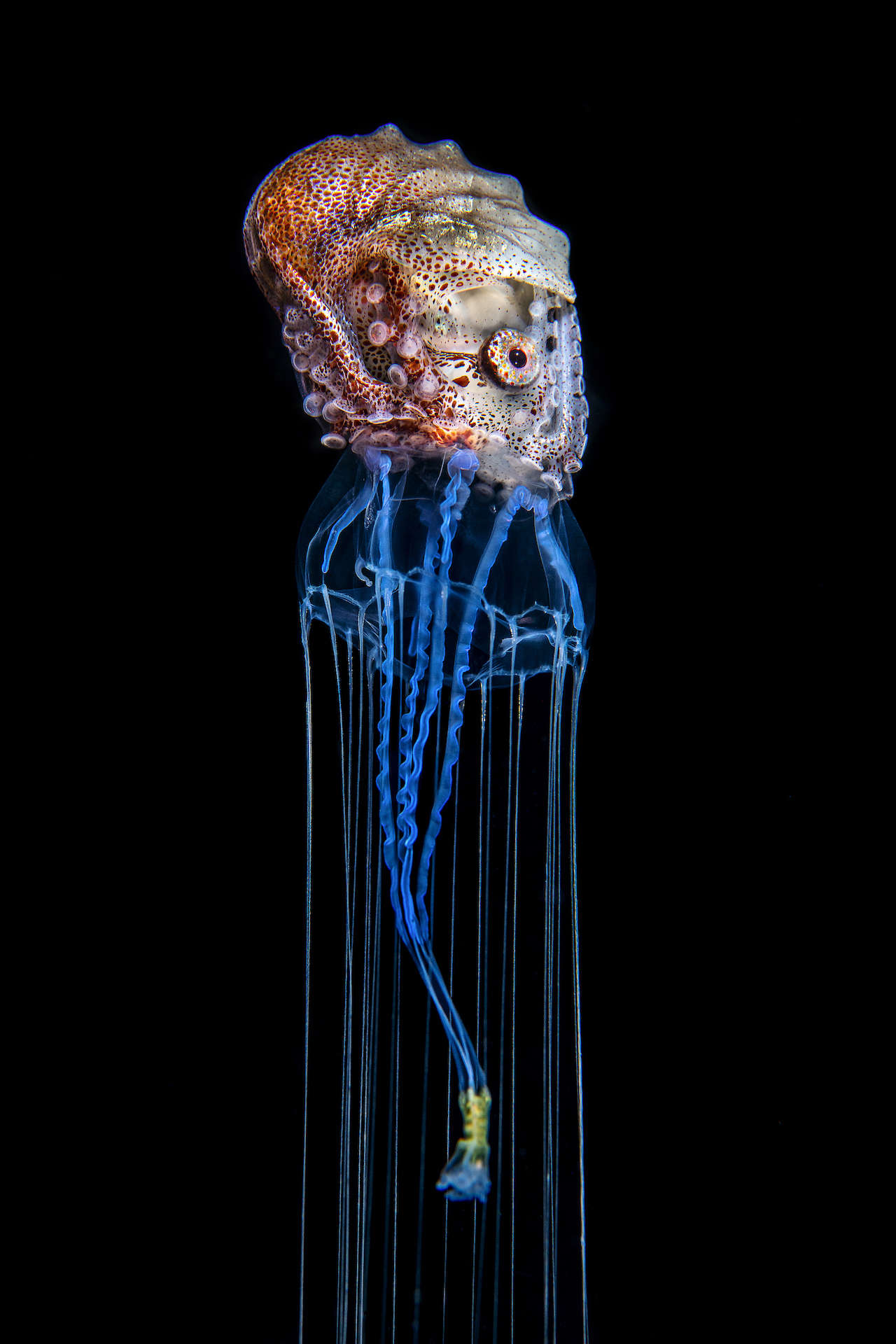 Argonauta-velero a bordo de una medusa, Filipinas, 2019