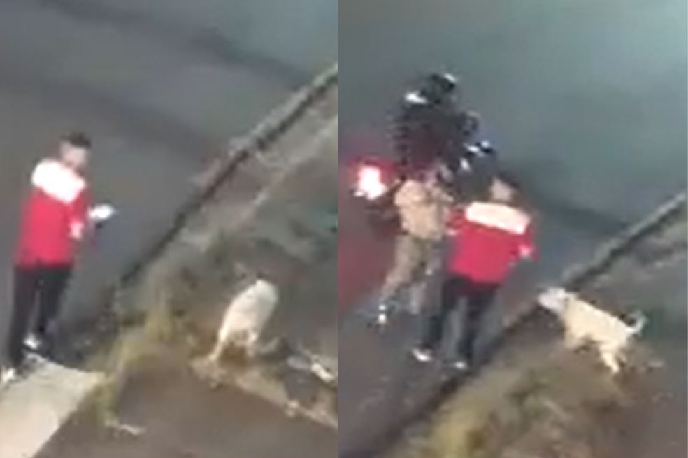 Un perro recibió disparo por salvar a su dueño de un ladrón y perdió una pata