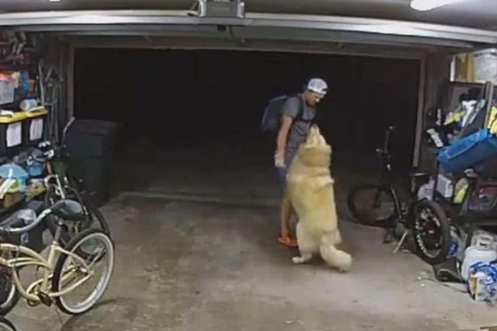 (Video) Presunto ladrón se quedó jugando con el perro de la casa que estaba robando