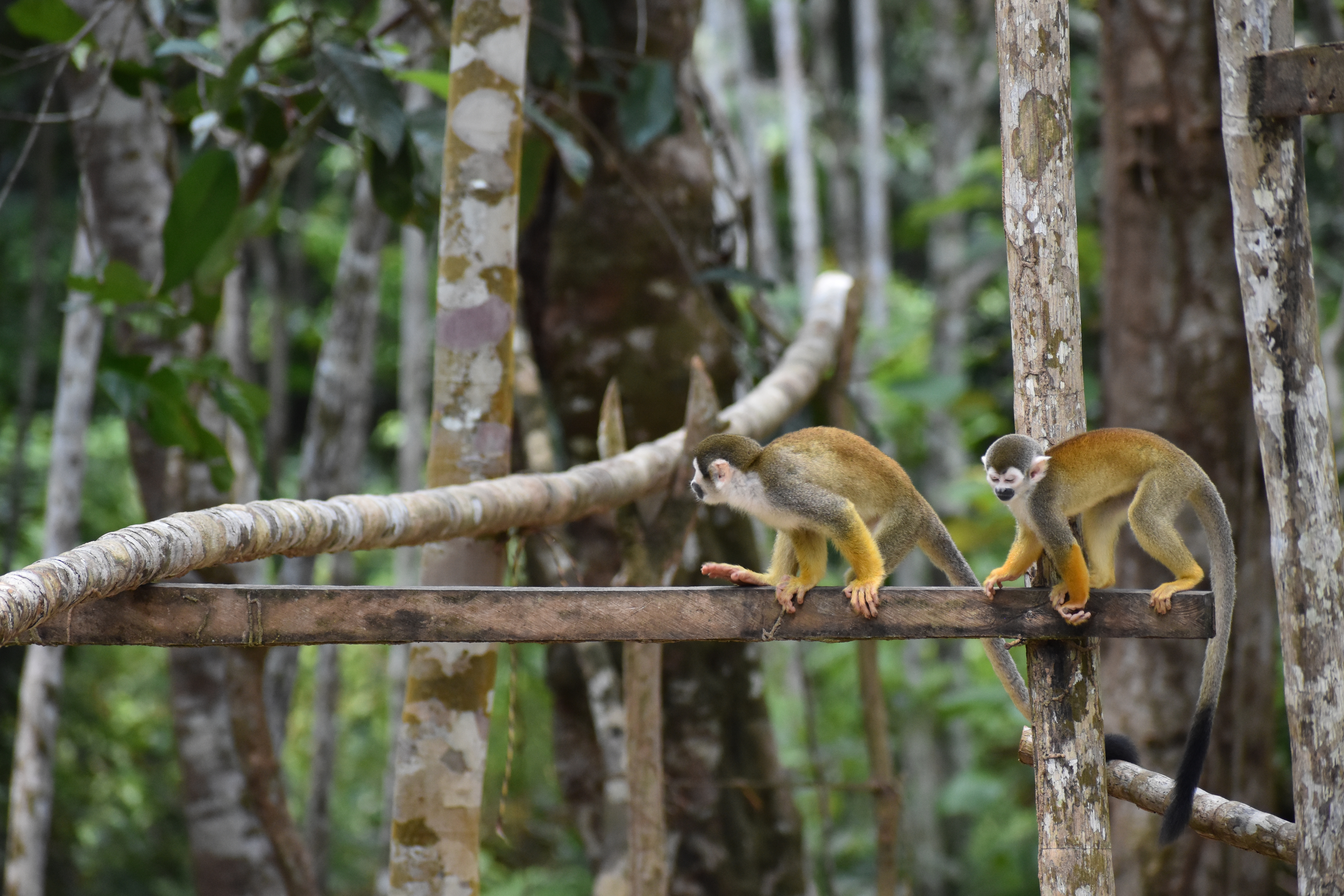 El esfuerzo de una comunidad indígena por salvar primates del tráfico ilegal