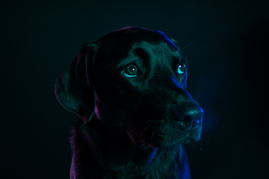 El milagro de Dino: el perro que despertó a su dueña de un coma y murió después