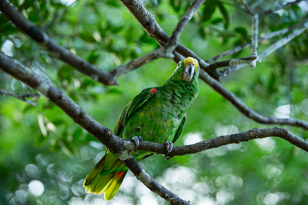 Orocue Casanare