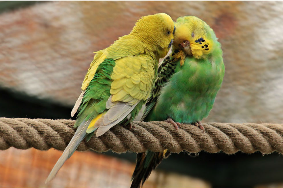 Los genes que podrían explicar la monogamia