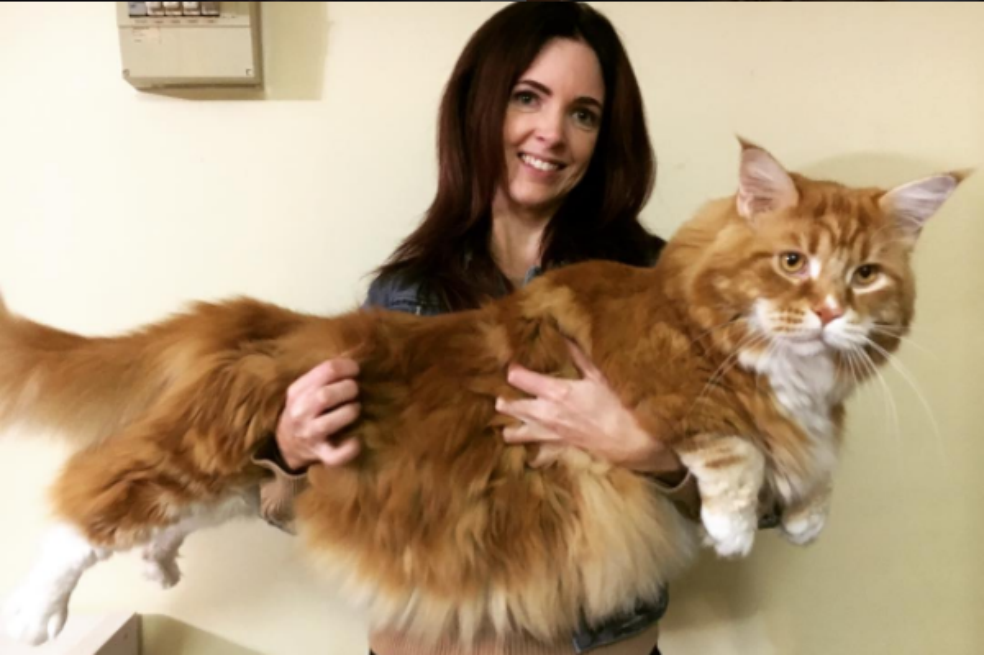 Conozca a Omar, el gato que podría convertirse en el más grande del mundo