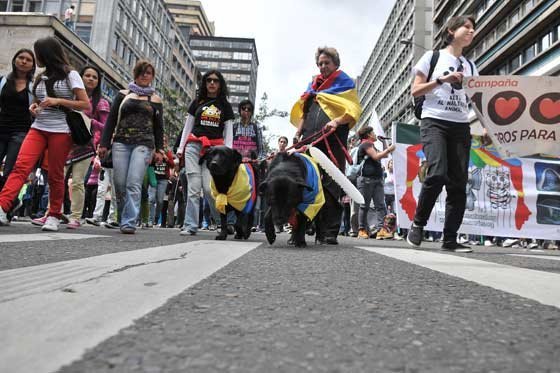 Cada vez más cerca de realidad castigos con cárcel por maltrato animal