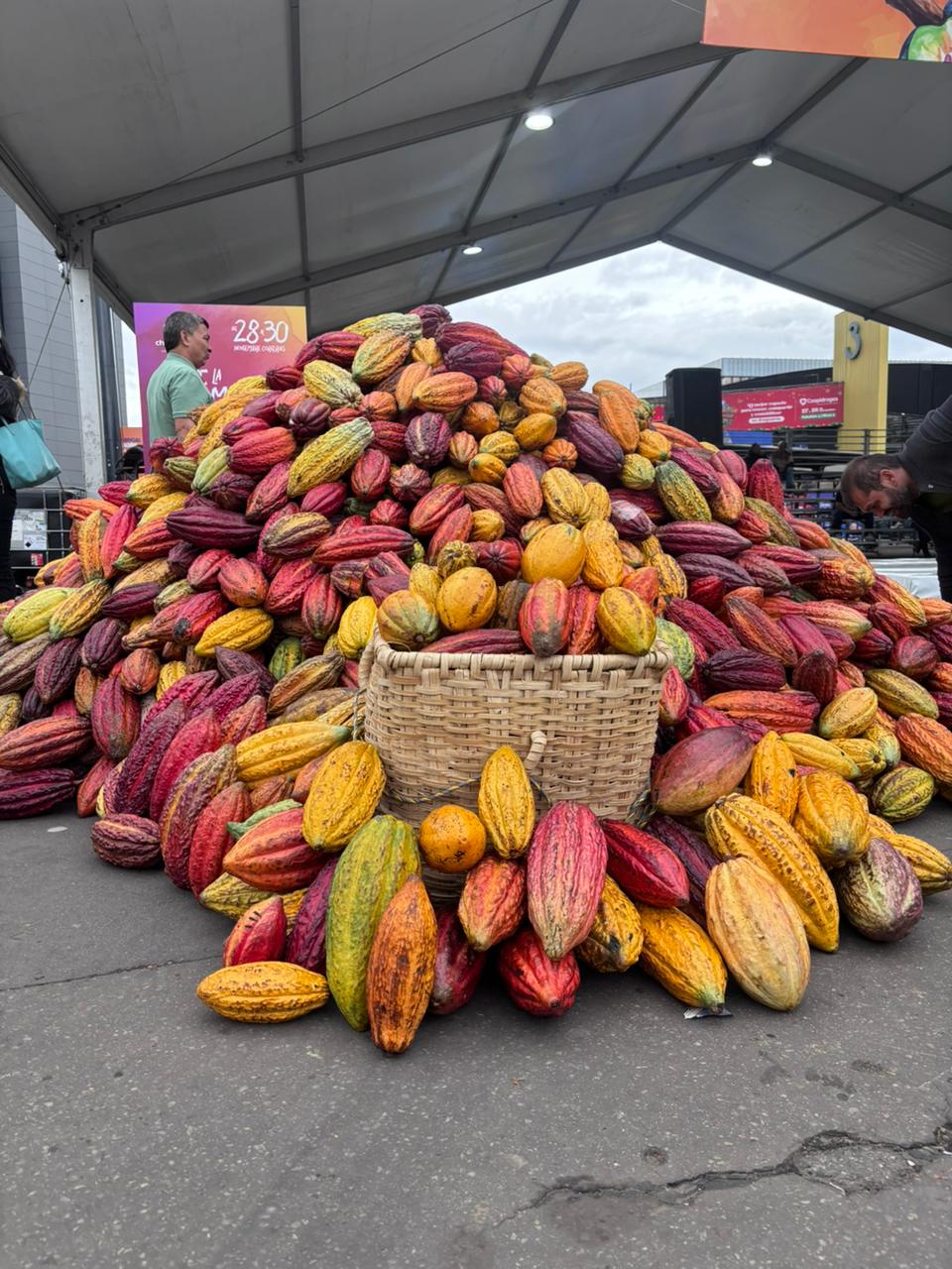 Cacao colombiano, el oro negro que transforma vidas y…