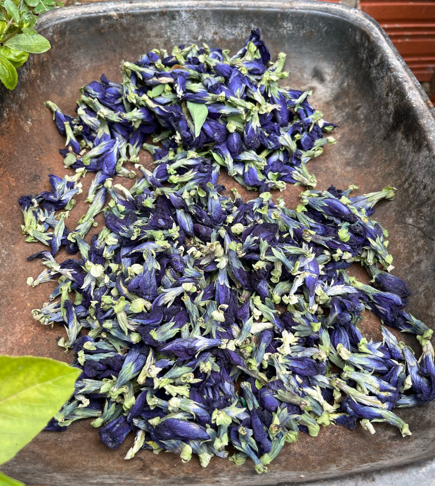 Clitoria