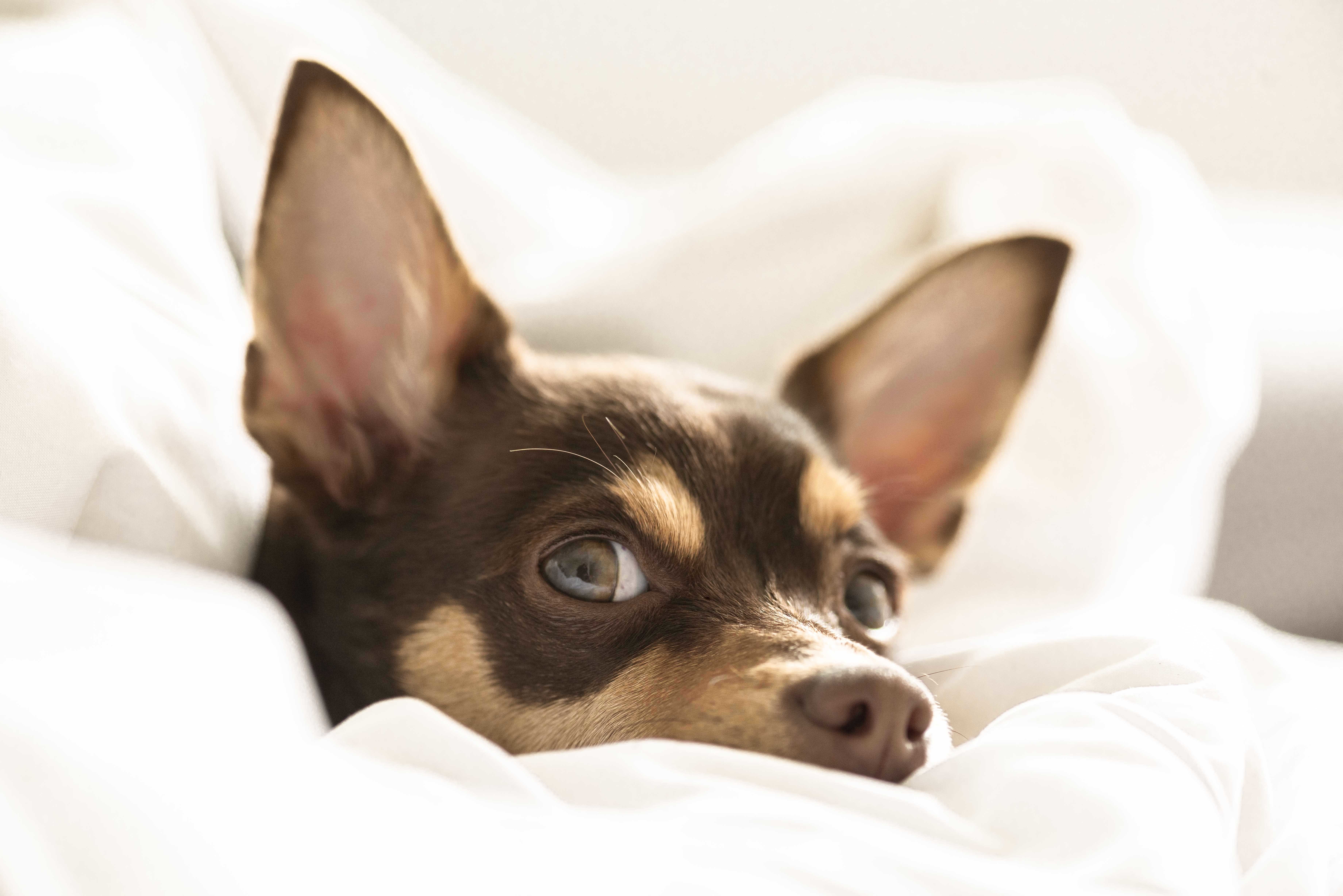 ¿Qué hacer si mi perro tiene miedo a los truenos?