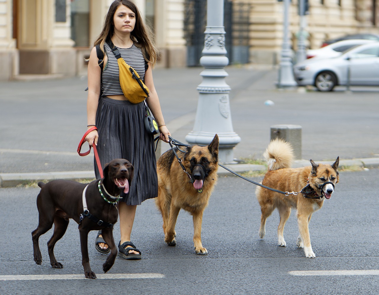 Cuidadores de perros que incumplan estas nuevas normas podrán recibir millonarias multas