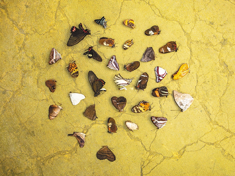 Hallaron cuatro familias de mariposas. / WWF - Colombia