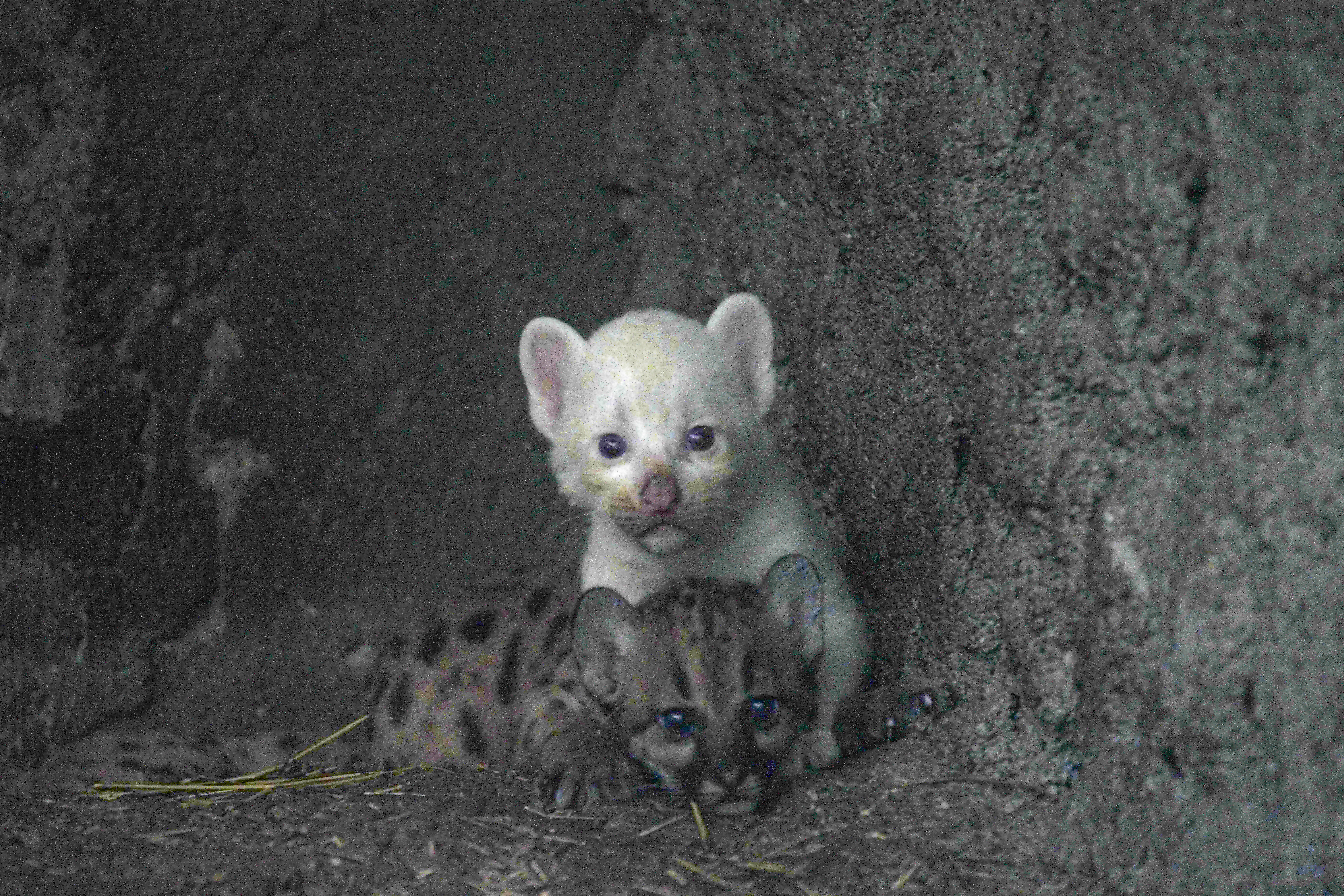 Increíbles y tiernas fotos del puma albino que nació en un zoológico de Nicaragua