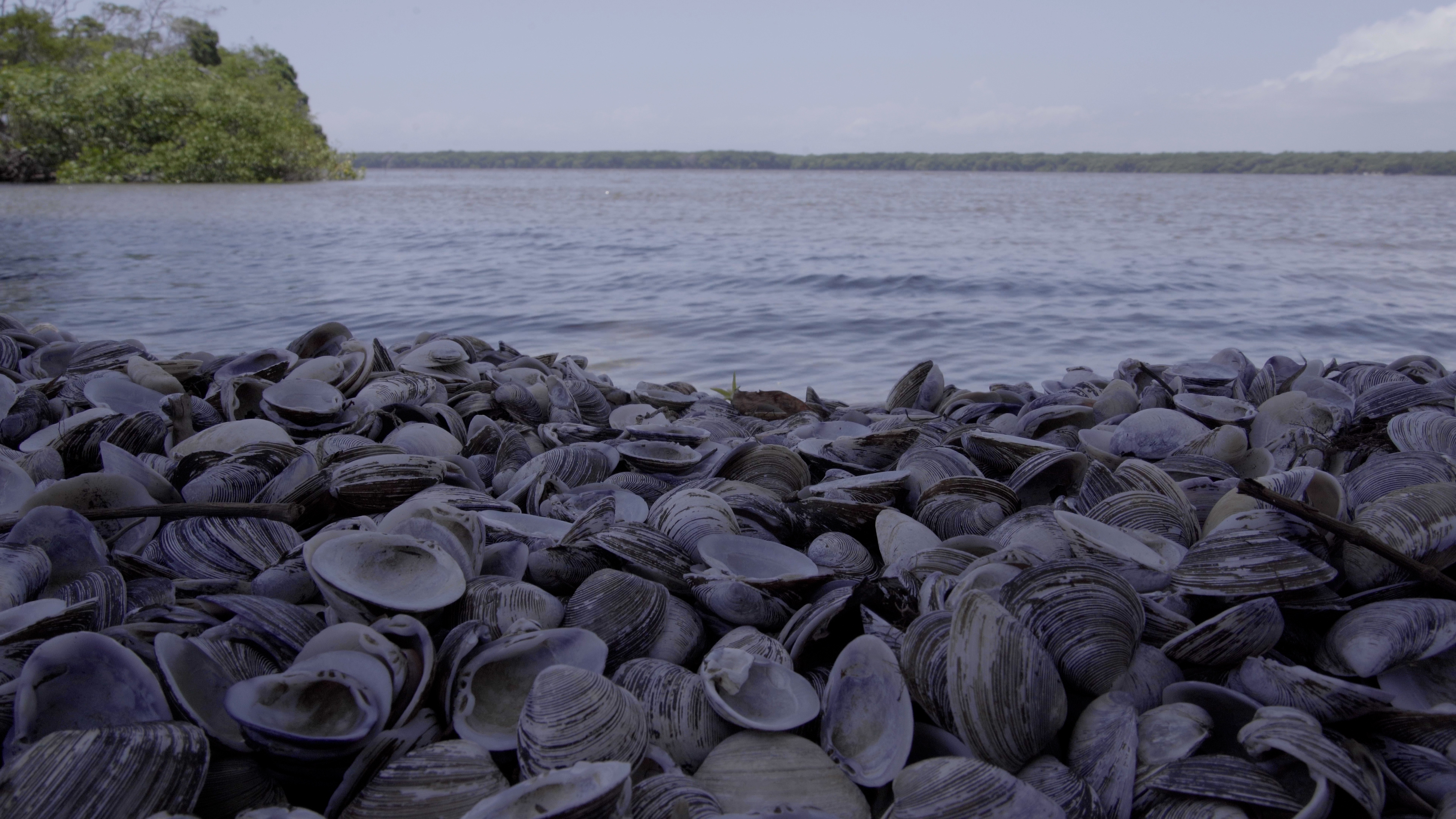 Esta es la razón por la que no debería llevarse las conchas de la playa