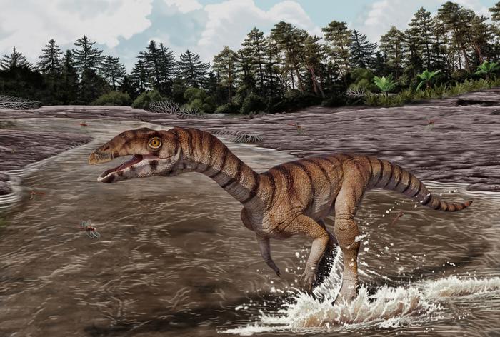Reconstrucción de Labrujasuchus expectatus, una nueva especie de Shuvosauridae de rocas del Triásico Superior de Ghost Ranch, Nuevo México. /Jorge González, © NHMLAC Dinosaur Institute