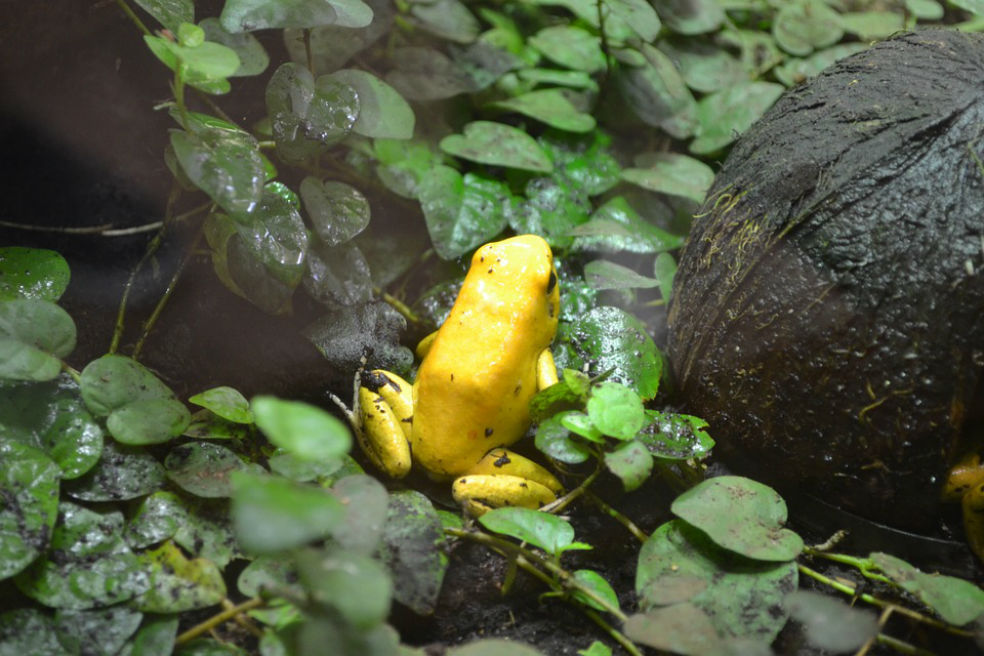 Ranas en peligro de extinción son devueltas a sus hábitats para ser monitoreadas