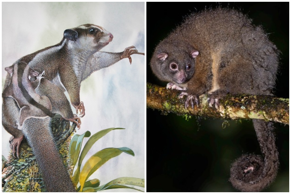 Encuentran vivos dos ejemplares de un marsupial que se creía extinto hace 6.000 años