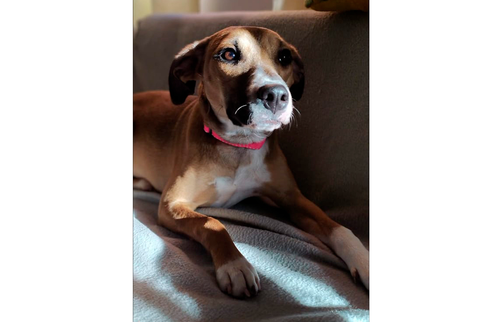 Buscan a Turka, una perrita criolla que se perdió en Bosa Naranjos, Bogotá