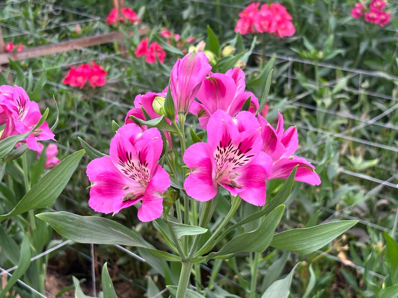Las astromelias representan el 4 % del área de producción de la floricultura colombiana.