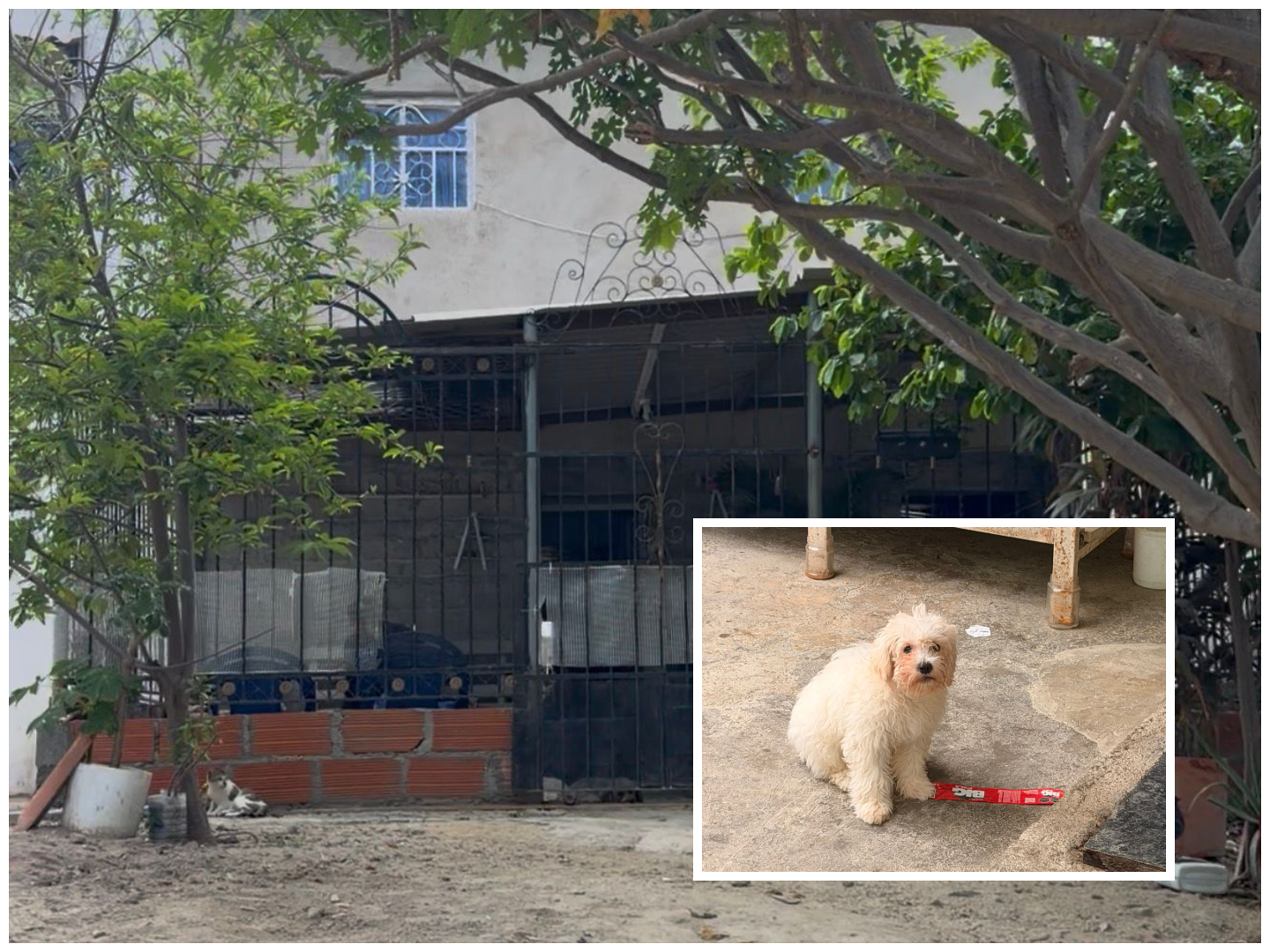 Las preguntas que deja el asesinato del perro ‘Lombi’ en Santa Marta, ¿crueldad o defensa?