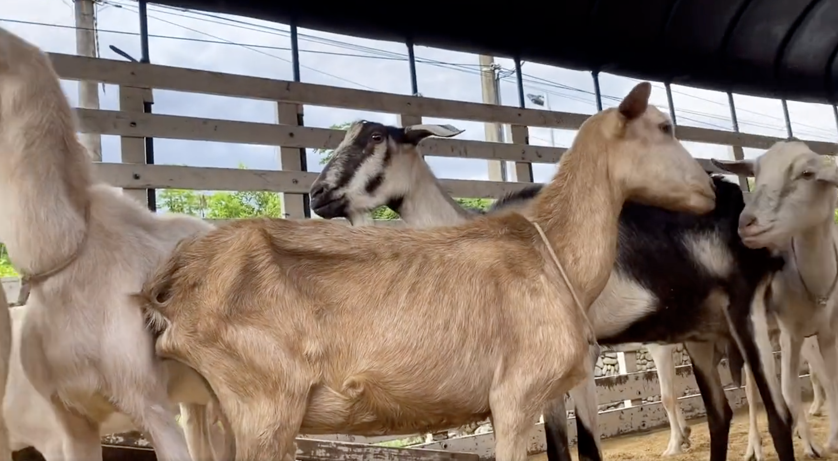 ¡Buenas noticias! Rescatan 14 animales desnutridos de una granja recreativa en Cali
