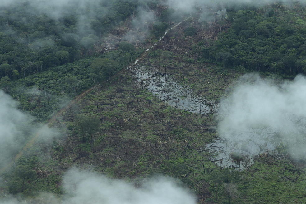 Los detalles del fallo que dejó ver las omisiones del gobierno para proteger la Amazonía