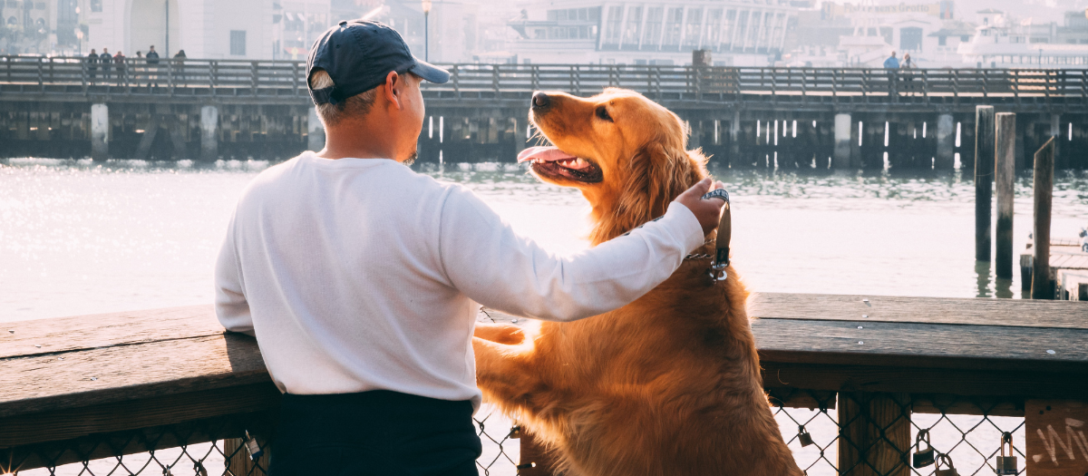 ¿Qué tan bueno es en el cuidado de su perro?