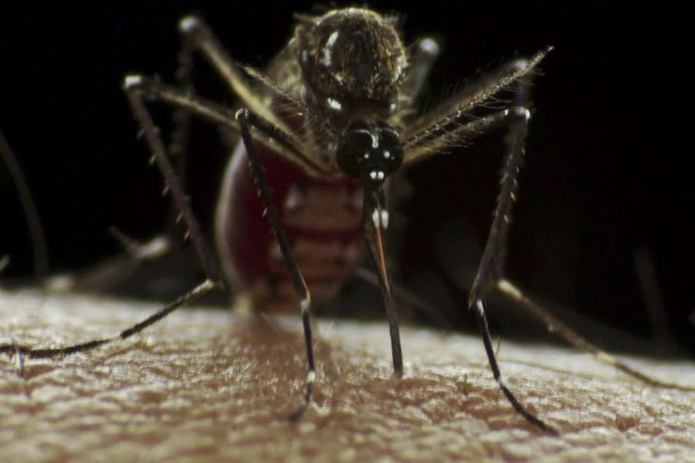 Dengue, chikungunya y fenómeno del Niño juntos