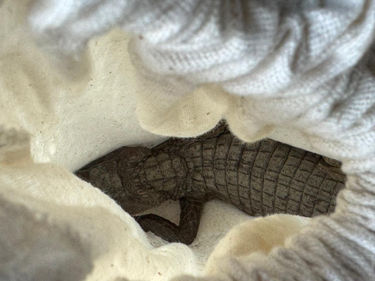 Rescatan babillas y tortuga icotea víctimas de tráfico: permanecían en zona rural de Pacho