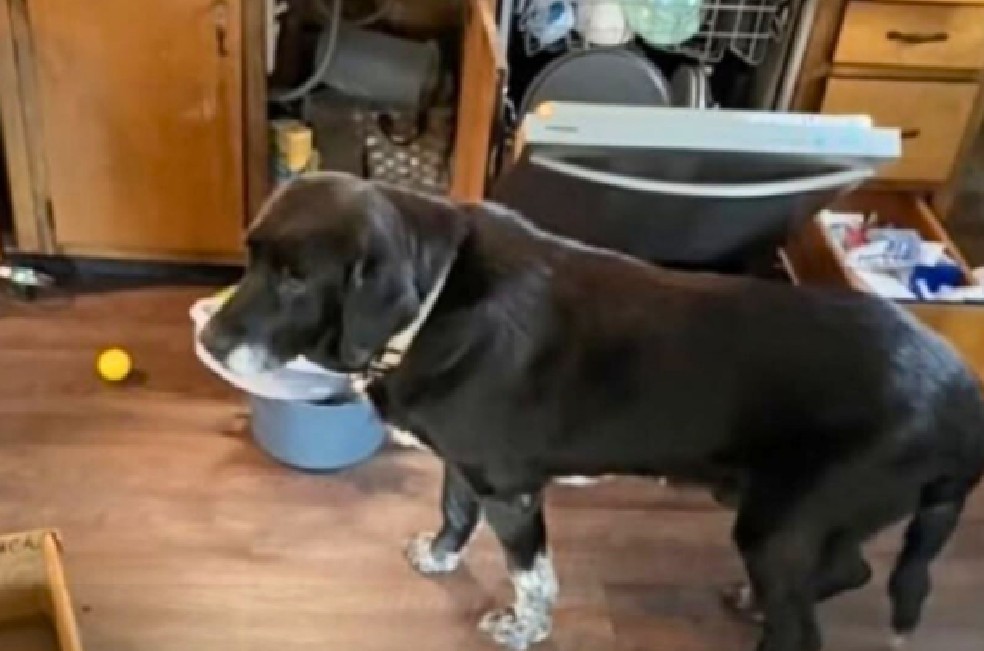 Perro mayor fue abandonado, pero ahora vive rodeado de cariño: la historia de Fred