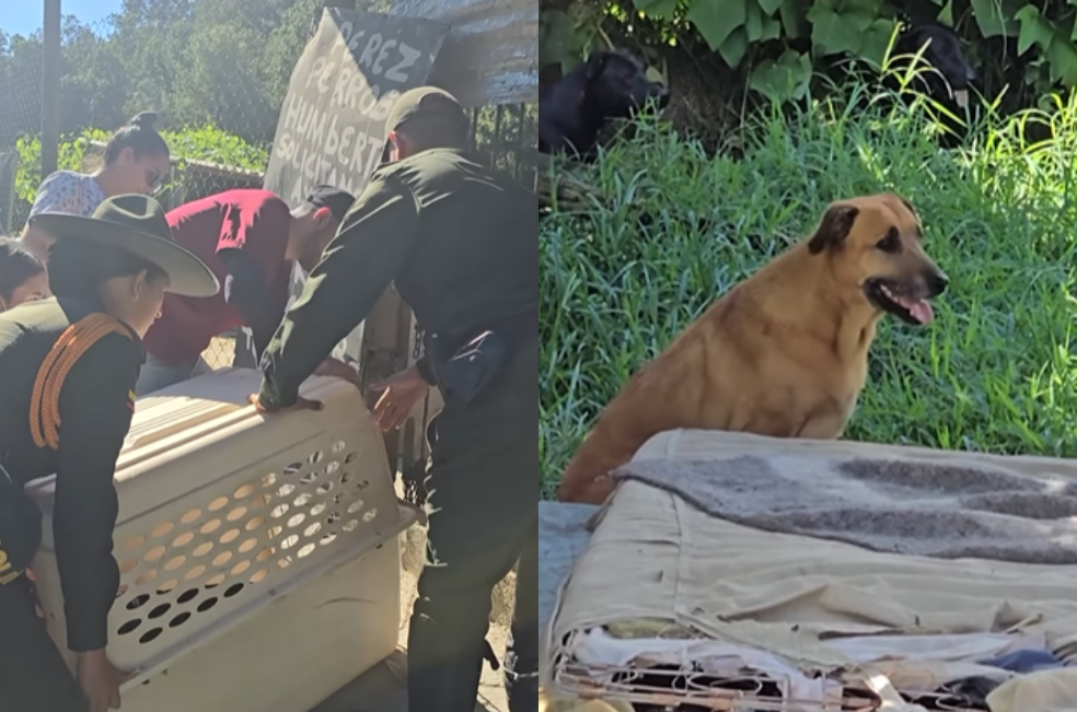 Antioquia: rescatan a más de 20 perros luego de que su dueño fuera hospitalizado