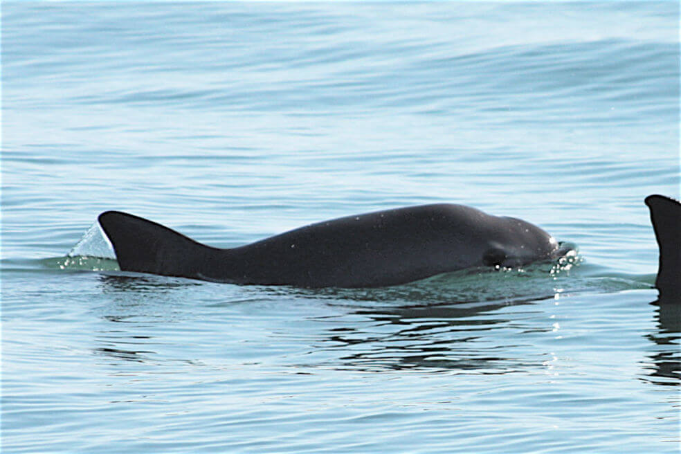 Clonación: la esperanza para salvar de la extinción a las 10 últimas vaquitas marinas