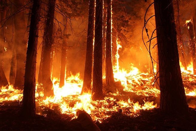 “Incendios forestales en 2020 podrían ser peores que los de hace un año″, WWF