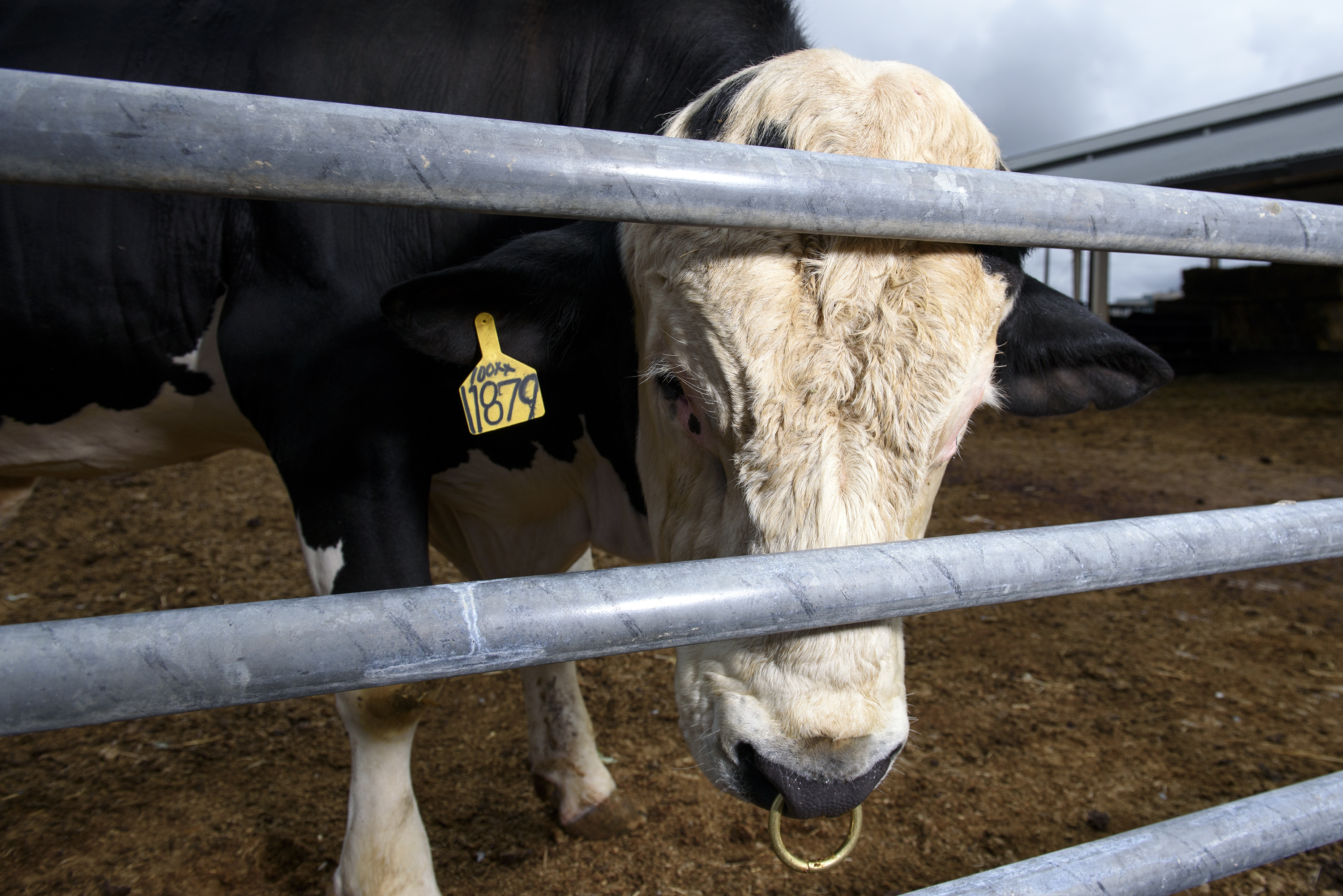 Buscan conservar mercado para carne colombiana por suspensión de país libre de aftosa