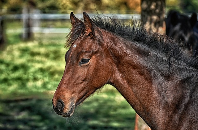 Denuncian maltrato a caballo: se reabre debate sobre vehículos de tracción animal