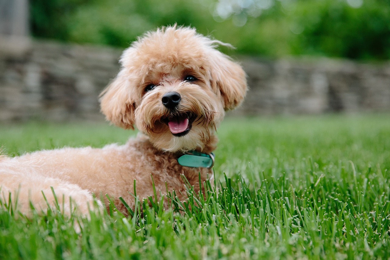 Estas son las razas de perros más obedientes y juiciosas