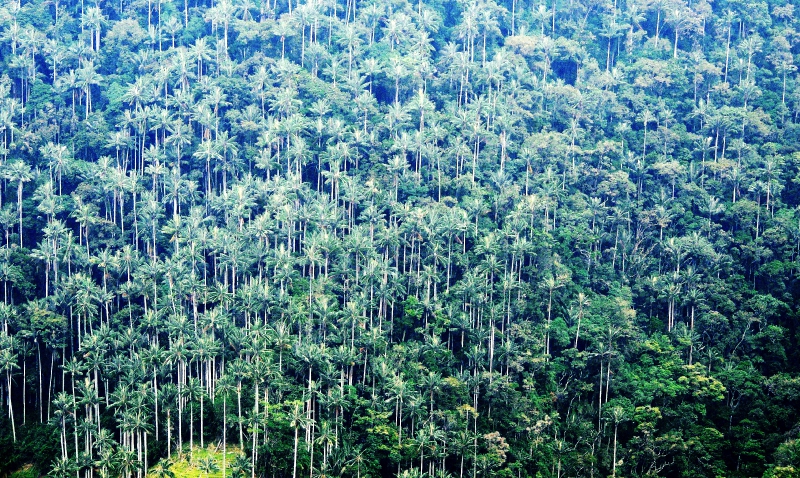 Un santuario nacional para la palma de cera