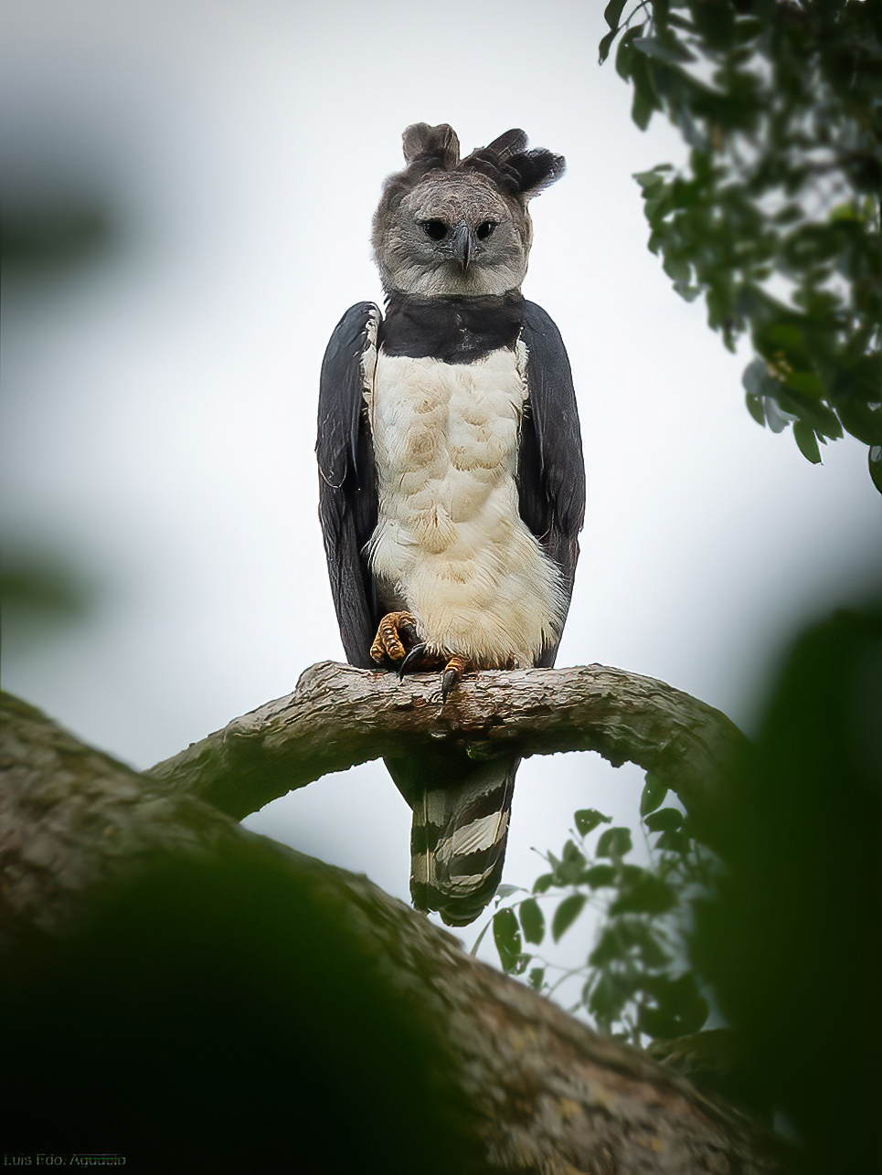 Águila arpía en Colombia: un gigante que aún no conocemos | EL ESPECTADOR