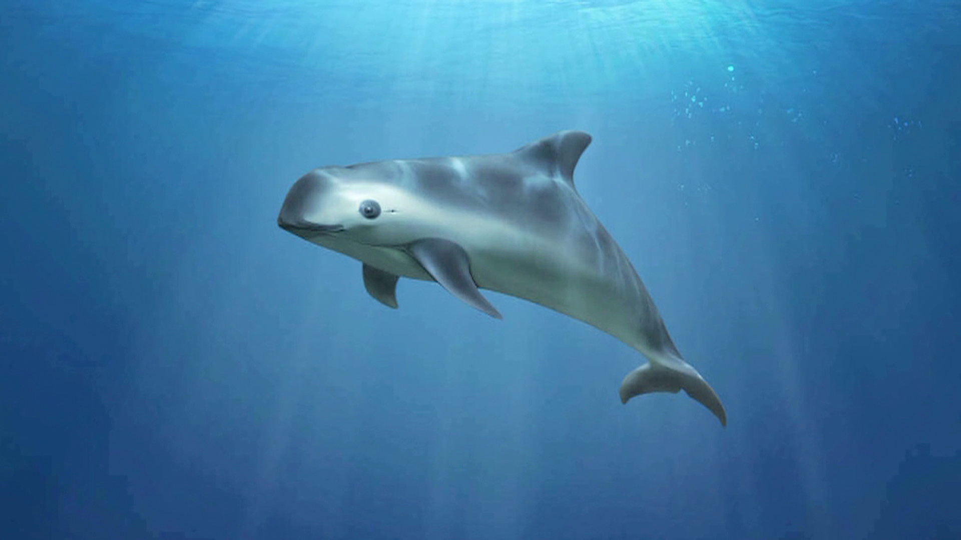 Reportan avistamiento de seis vaquitas marinas en aguas mexicanas