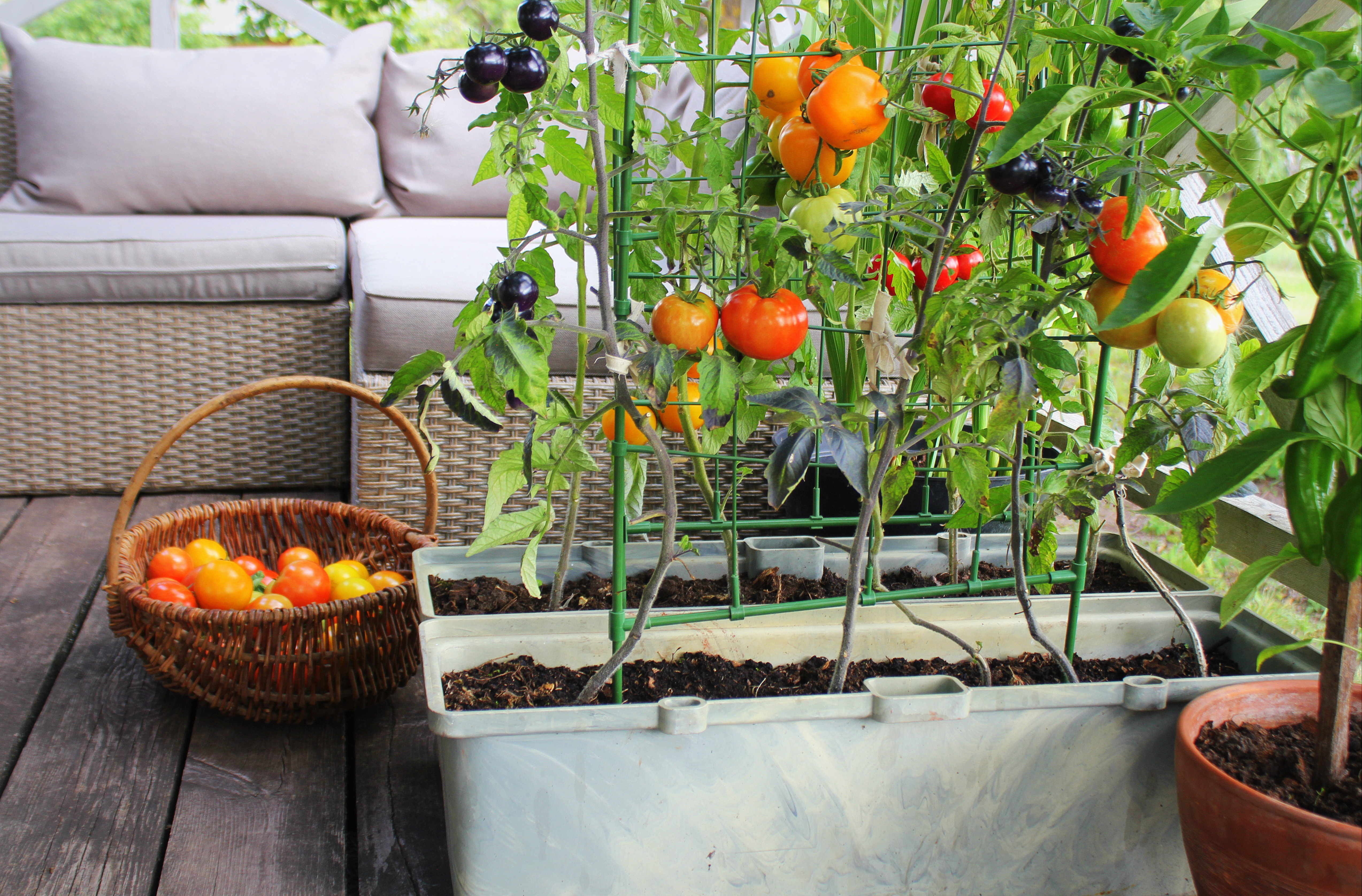 Huerta casera: las verduras más fáciles para cultivar en el hogar