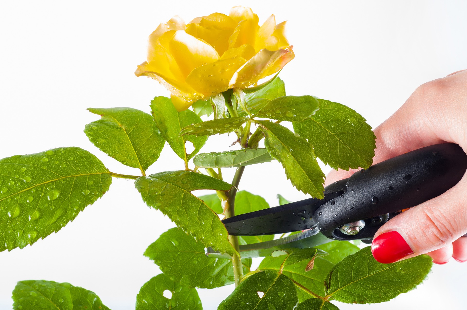 ¿Cómo podar plantas?: sin miedo, pero con cuidado