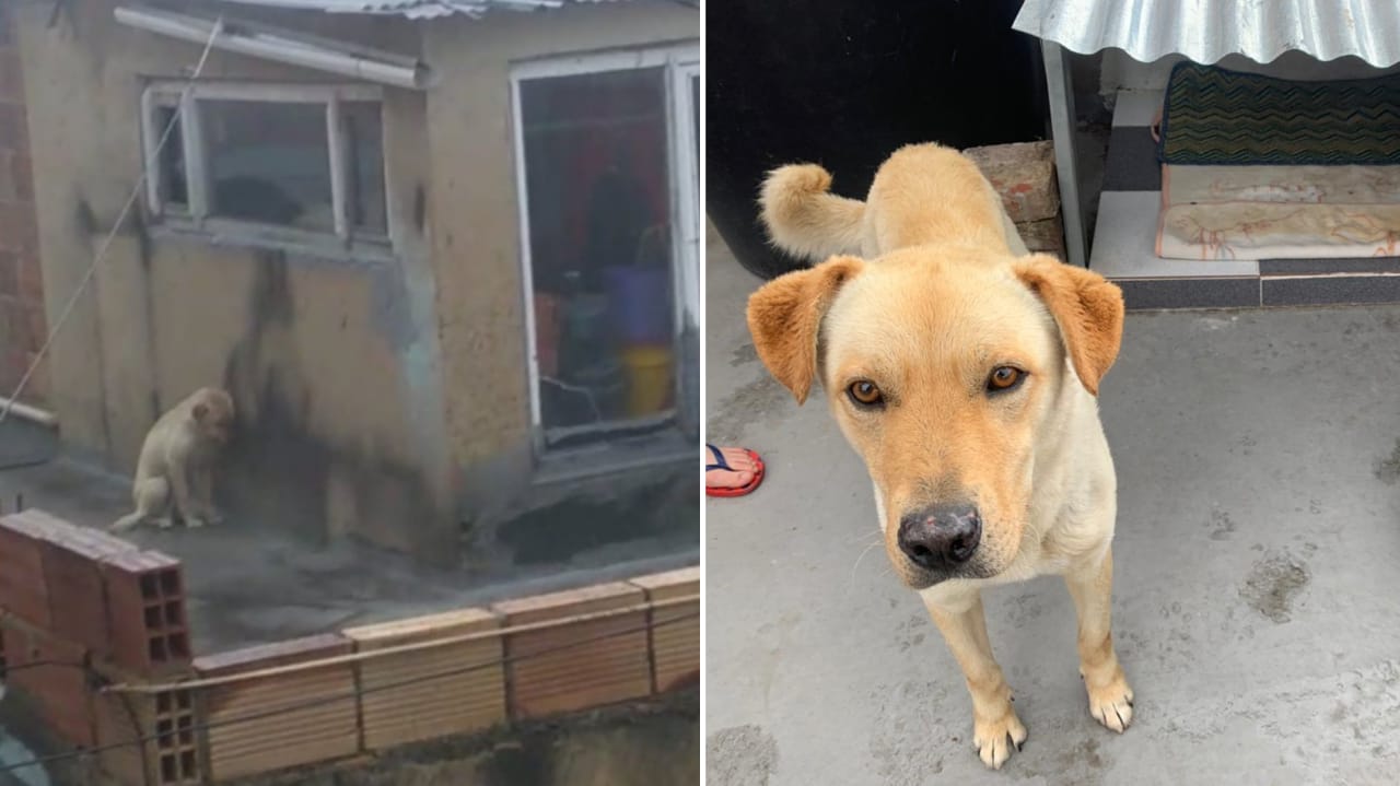 “No se evidenció maltrato animal tras visita a perro labrador en Usme”: Distrito