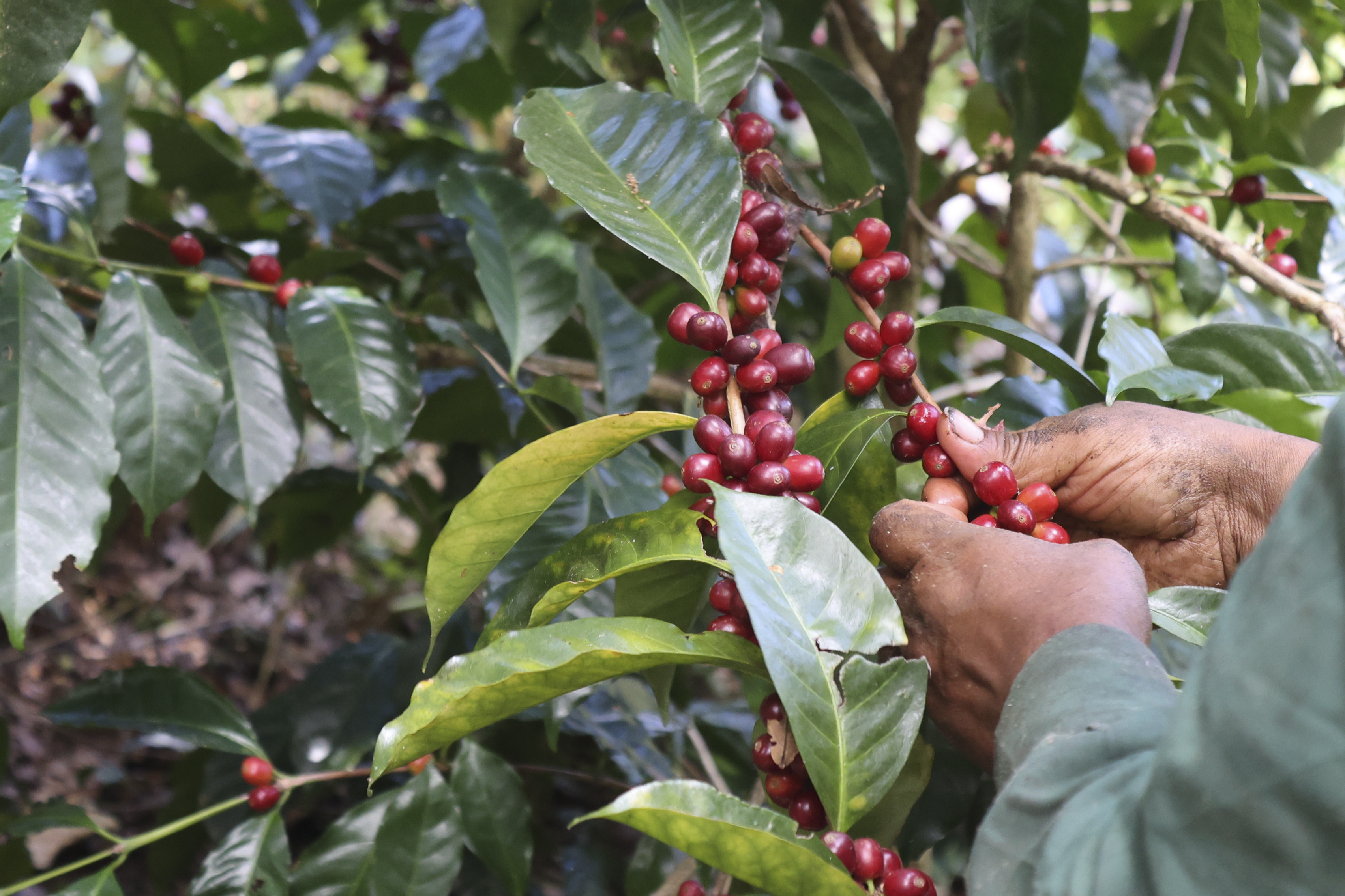La producción de café colombiano alcanzó máximos históricos