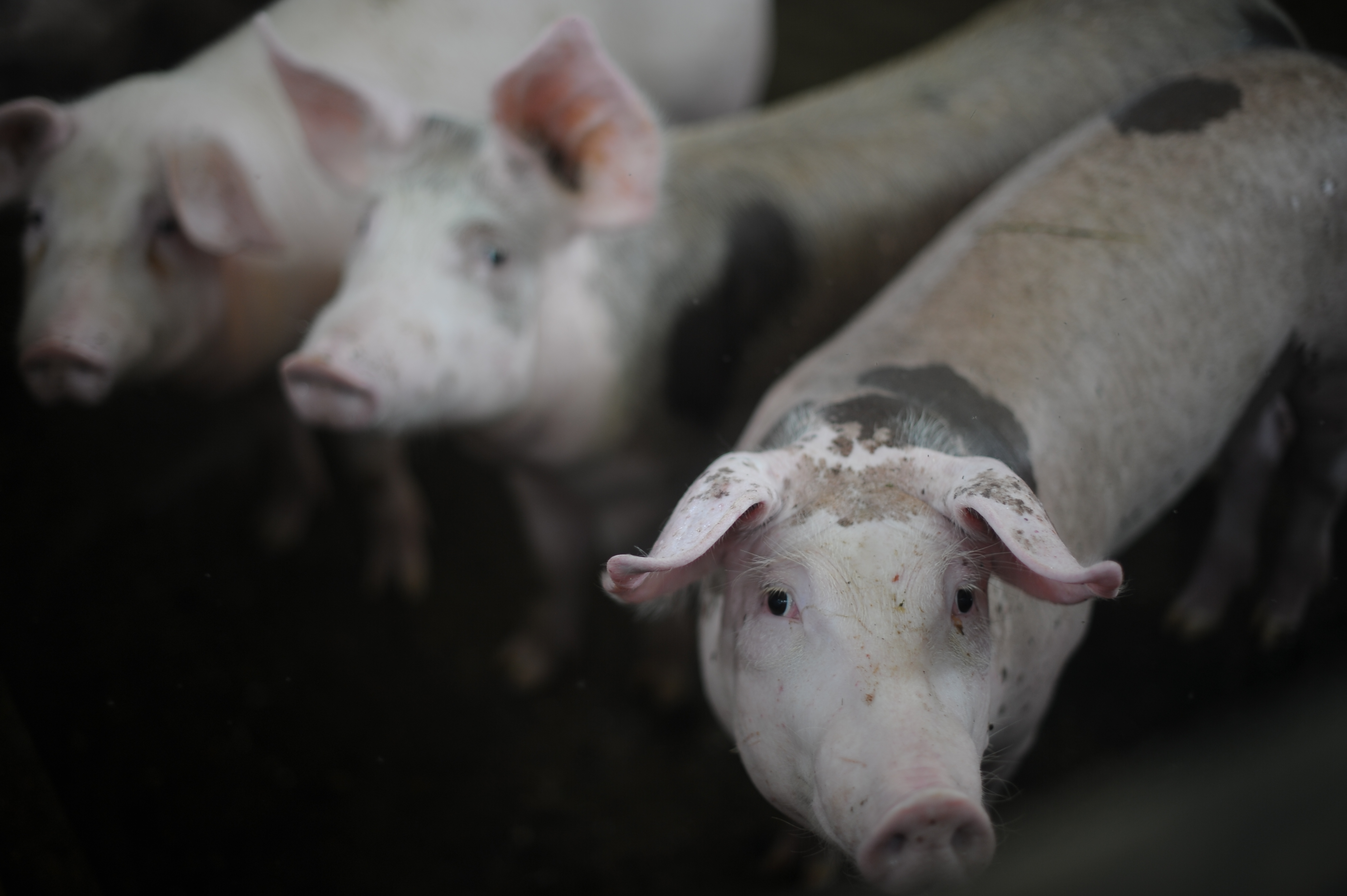Excombatientes se asentaron en este predio ubicado en el municipio de la Uribe, Meta donde tienen sembrados  yuca, plátano, cebolla, hierbas aromáticas, algunas cabezas de ganado, gallinas y cerdos.