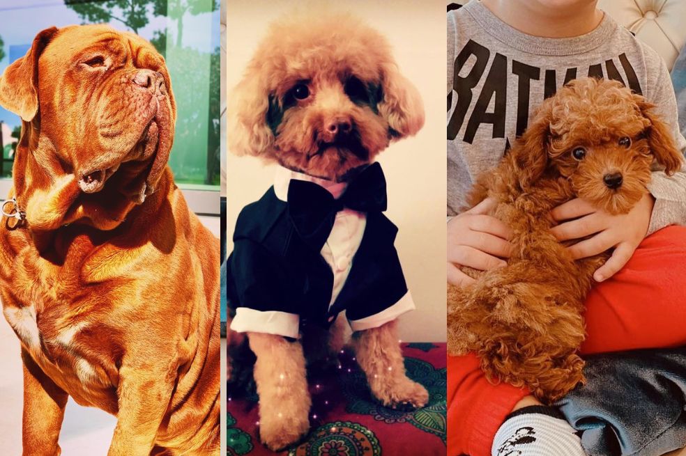 Hulk, Abu y Toby las adorables mascotas de Lionel Messi