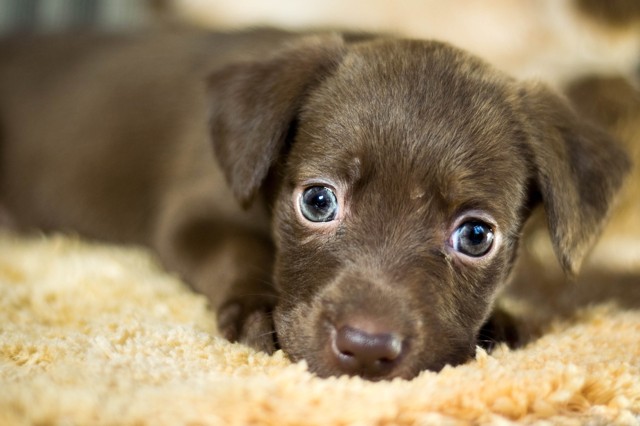 Adopción de perros y gatos en Medellín: una compañía para toda la vida