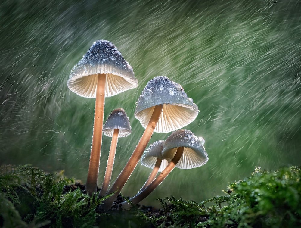 Gorros de ordeño. (Finalista). "Encontré este grupo de hongos con una forma y un número casi perfectos en Marbury Country Park, Reino Unido. Iluminé la escena desde atrás con un panel LED, tanto para llenar de luz los capós como para iluminar las gotas, que creé con una fina niebla. Mi objetivo era realzar la belleza natural de los hongos añadiendo más luz y atmósfera. Enfoqué entre corchetes 40 fotogramas de los capós y luego tomé una foto con los hongos y la “lluvia”. Combiné los archivos más tarde en Photoshop".