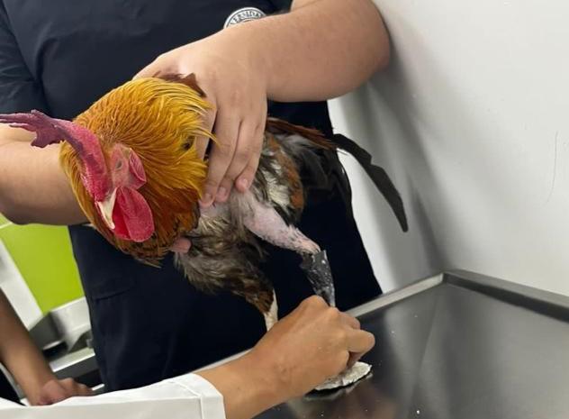 Médicos veterinarios de la Universidad CES le practicaron la cirugía de amputación y ya fue elaborada la prótesis que le permitirá seguir con una vida normal.